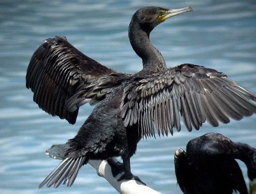 cormoran-cuervo-marino