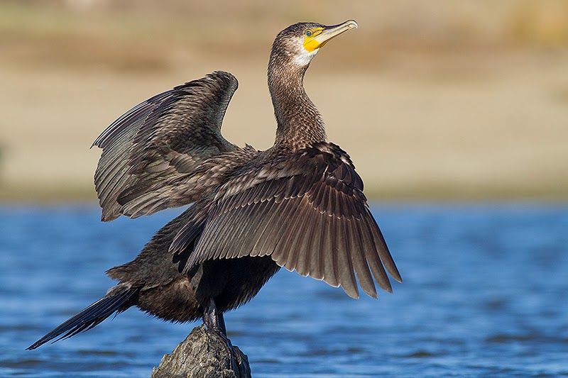 cuervo marino